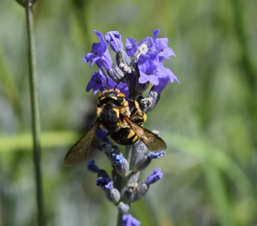 Apidae Megachilinae: cfr. Anthidium sp.